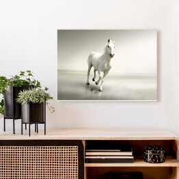 Obraz na płótnie Piękny biały koń w ruchu na tle mgły