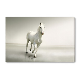 Obraz na płótnie Piękny biały koń w ruchu na tle mgły