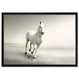 Plakat w ramie Piękny biały koń w ruchu na tle mgły