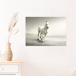 Plakat Piękny biały koń w ruchu na tle mgły