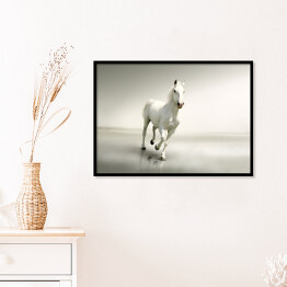 Plakat w ramie Piękny biały koń w ruchu na tle mgły