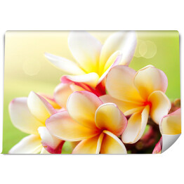 Fototapeta Tropikalny ozdobny kwiat na jasnozielonym tle