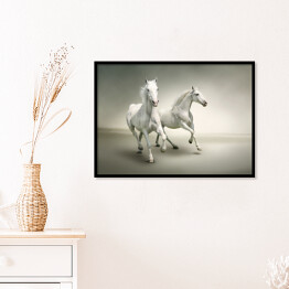 Plakat w ramie Białe konie