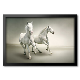 Obraz w ramie Białe konie