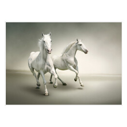 Plakat Białe konie