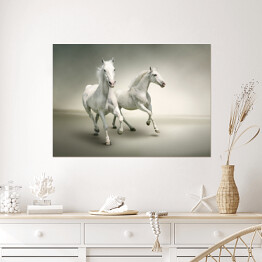 Plakat samoprzylepny Białe konie
