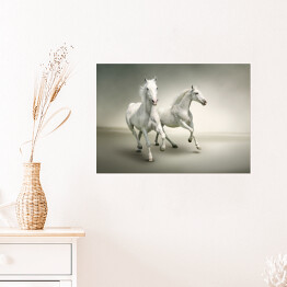 Plakat Białe konie