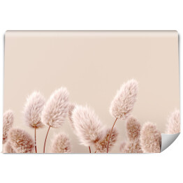 Fototapeta winylowa zmywalna Suche puszyste kwiaty beżowy pastelowy kolor boho tło 3d Abstrakcyjna trawa pampasowa izolowana - spokojna tapeta kwiatowa.