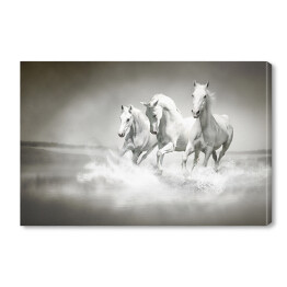 Obraz na płótnie Białe konie galopujące po wodzie