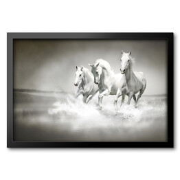Obraz w ramie Białe konie galopujące po wodzie