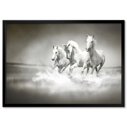 Plakat w ramie Białe konie galopujące po wodzie