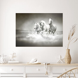 Plakat samoprzylepny Białe konie galopujące po wodzie