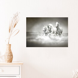 Plakat samoprzylepny Białe konie galopujące po wodzie