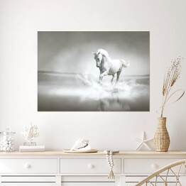 Plakat Biały koń galopujący przez wodę