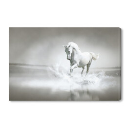 Obraz na płótnie Biały koń galopujący przez wodę