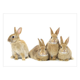 Plakat Grupa królików