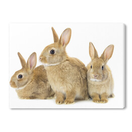 Obraz na płótnie Trzy brązowe króliki