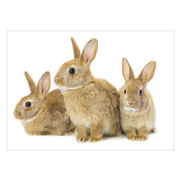Plakat Trzy brązowe króliki