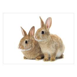 Plakat samoprzylepny Dwa brązowe króliki