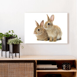 Obraz na płótnie Dwa brązowe króliki