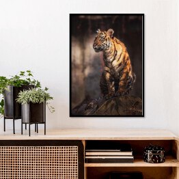 Plakat w ramie Sumatran tygrys w lesie