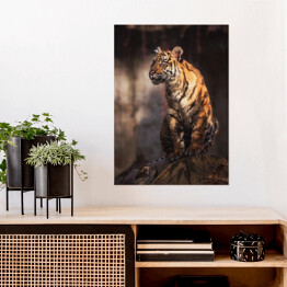 Plakat Sumatran tygrys w lesie