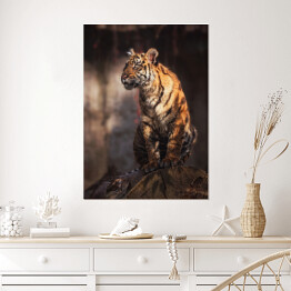 Plakat Sumatran tygrys w lesie