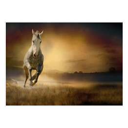 Plakat samoprzylepny Biały koń na tle pochmurnego nieba