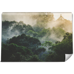 Fototapeta winylowa zmywalna tropikalny las deszczowy krajobraz, las sceniczny z drzewem dżungli w zielonej naturze, piękne dzikie drewno liści roślin nad górą, liść z wodą deszczową, środowisko park tło dla podróży