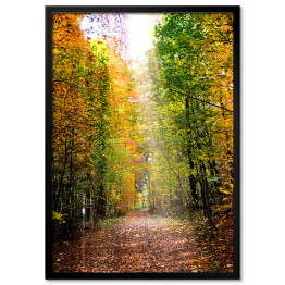 Plakat w ramie Droga prowadząca przez jesienny las