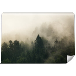 Fototapeta winylowa zmywalna Krajobraz leśny wierzchołki drzew las we mgle