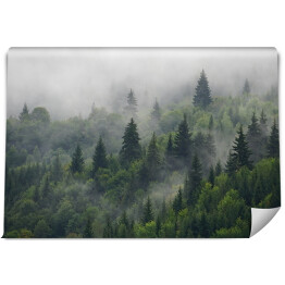 Fototapeta Naturalny las deszczowy. Moody pochmurny, mglisty las latem, jesienią, niesamowite tło z nastrojem. Zielony las świerkowy z białą mgłą w górach po deszczu.