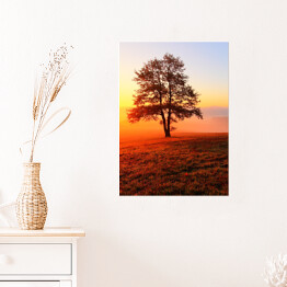 Plakat samoprzylepny Samotne drzewo na łące podczas złocistego zmierzchu