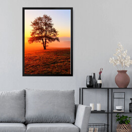 Obraz w ramie Samotne drzewo na łące podczas złocistego zmierzchu