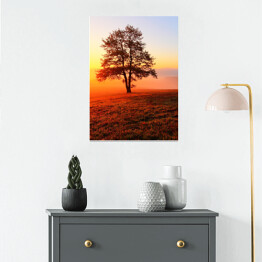 Plakat Samotne drzewo na łące podczas złocistego zmierzchu