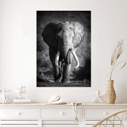 Plakat Słoń w odcieniach szarości