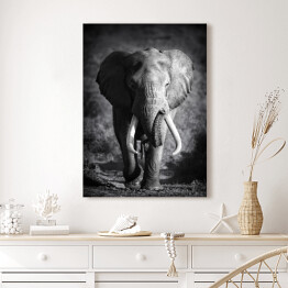 Obraz na płótnie Słoń w odcieniach szarości