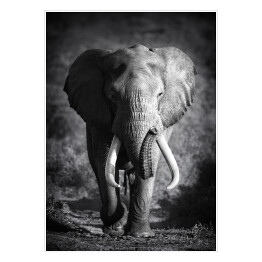 Plakat samoprzylepny Słoń w odcieniach szarości