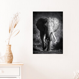 Plakat Słoń w odcieniach szarości