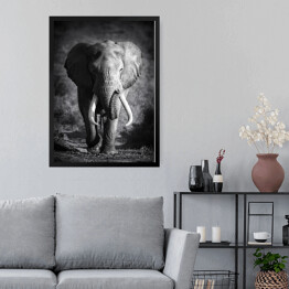 Obraz w ramie Słoń w odcieniach szarości