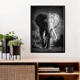 Obraz w ramie Słoń w odcieniach szarości