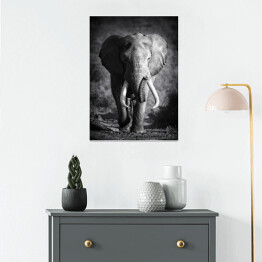 Plakat samoprzylepny Słoń w odcieniach szarości