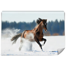 Fototapeta samoprzylepna Zimowy krajobraz z biegnącym brązowym koniem