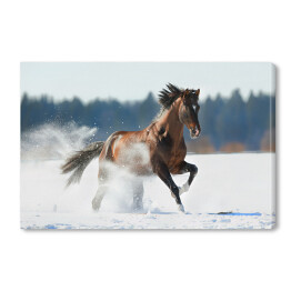 Obraz na płótnie Zimowy krajobraz z biegnącym brązowym koniem