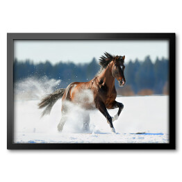 Obraz w ramie Zimowy krajobraz z biegnącym brązowym koniem