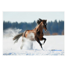 Plakat Zimowy krajobraz z biegnącym brązowym koniem