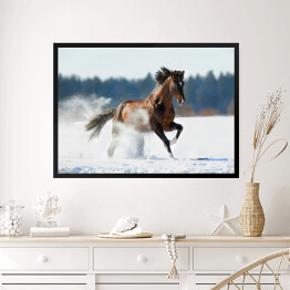 Obraz w ramie Zimowy krajobraz z biegnącym brązowym koniem