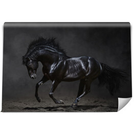 Fototapeta Galopujący czarny koń na ciemnym tle