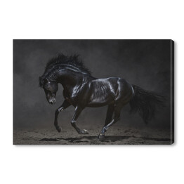 Obraz na płótnie Galopujący czarny koń na ciemnym tle