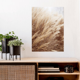 Plakat samoprzylepny Abstrakcyjne naturalne tło miękkich roślin Cortaderia selloana. Trawa pampasowa na rozmytym bokeh, suche trzciny styl boho. Puszyste łodygi wysokiej trawy w zimie